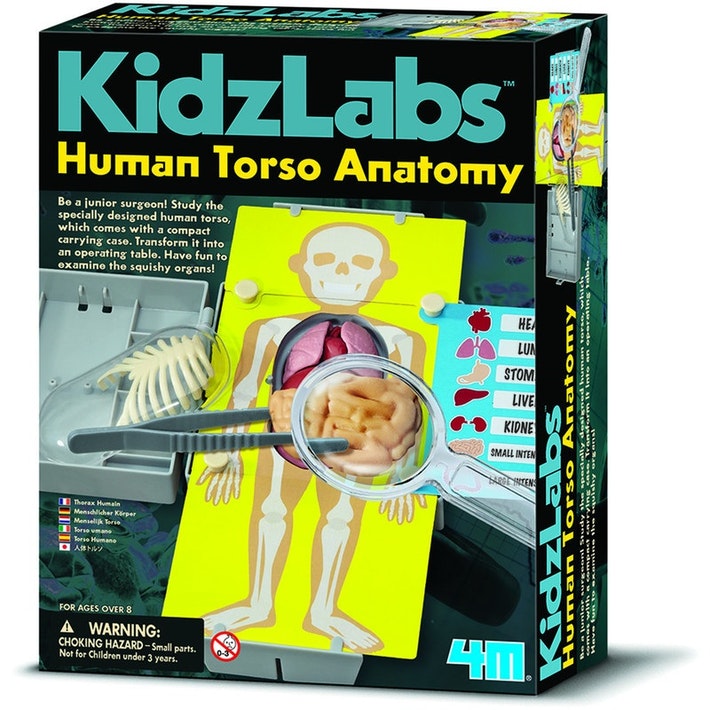 KidzLabs - Human Torso Anatomy