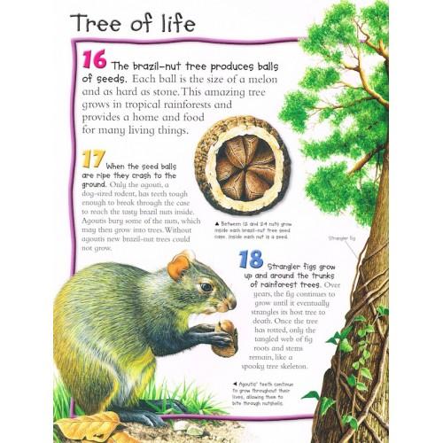 100 facts - Rainforests